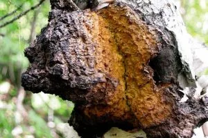Chaga Chaga