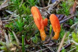 Cordyceps Militaris Cordyceps Militaris
