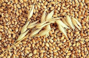 Grãos de cevada Grãos de cevada