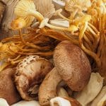 Hongos comestibles y adaptógenos