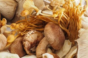 Hongos comestibles y adaptógenos