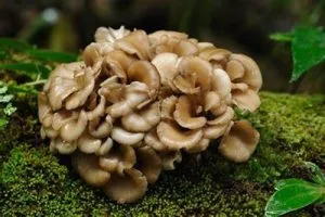 Maitake Maitake