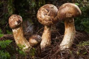 Matsutake Matsutake