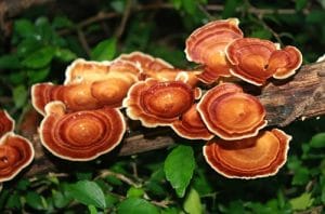 Reishi