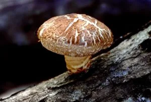 Shiitake Shiitake