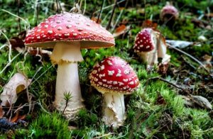 Amanita muscaria Amanita muscaria