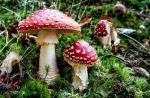 Amanita muscaria Amanita muscaria