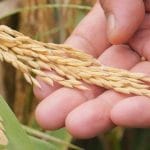 Cultivo de arroz