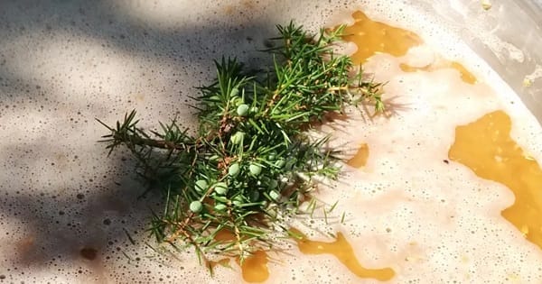 Sahti em finlandês Sahti em finlandês
