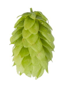 Hallertauer-Mittelfru╠êh Hallertauer-Mittelfru╠êh