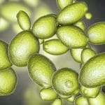 Saccharomyces cerevisiae