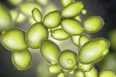 Saccharomyces cerevisiae
