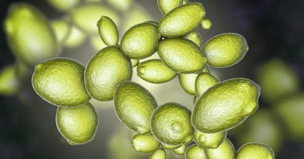 Saccharomyces cerevisiae