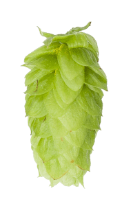 Tettnang Tettnanger Tettnang Tettnanger