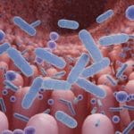 Microbiota intestinal