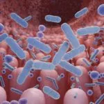 Microbiota intestinal