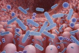 Microbiota intestinal