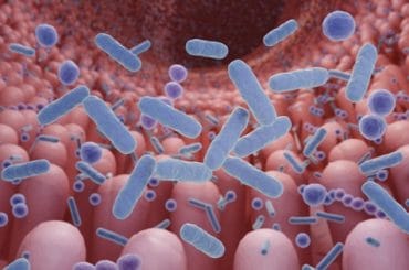 Microbiota intestinal