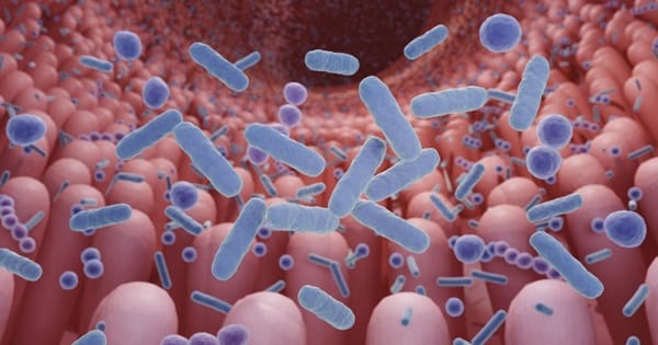 Microbiota intestinal