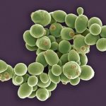 Saccharomyces cerevisiae var. chevalieri