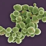 Saccharomyces cerevisiae var. chevalieri