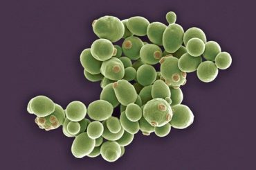 Saccharomyces cerevisiae var. chevalieri