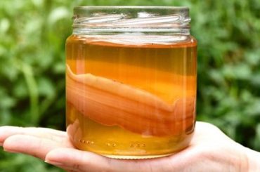 Aromas y sabores de la kombucha: Una introducción a su análisis sensorial Aromas y sabores de la kombucha