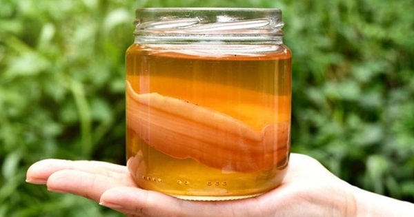 Aromas y sabores de la kombucha