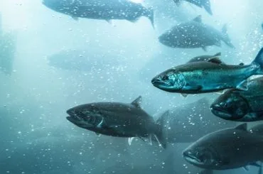 Salmones