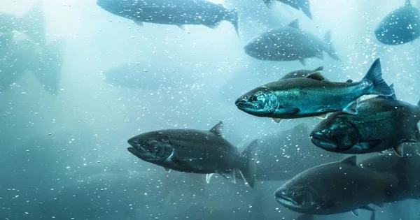 Salmones