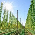 Brasil busca impulsar una nueva era del lúpulo