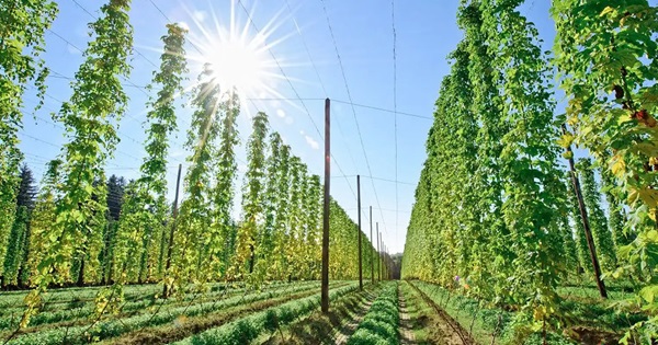 Brasil busca impulsar una nueva era del lúpulo