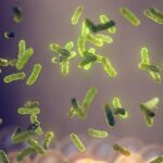 Probioticos