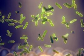 Probioticos