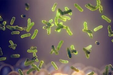 Probioticos
