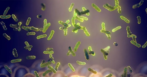 Probioticos