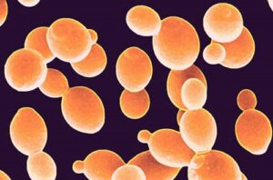 Brettanomyces Brettanomyces