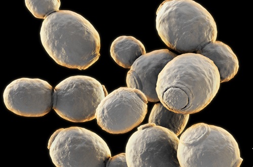 Lachancea thermotolerans Lachancea thermotolerans