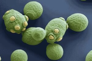 Torulaspora delbrueckii Torulaspora delbrueckii