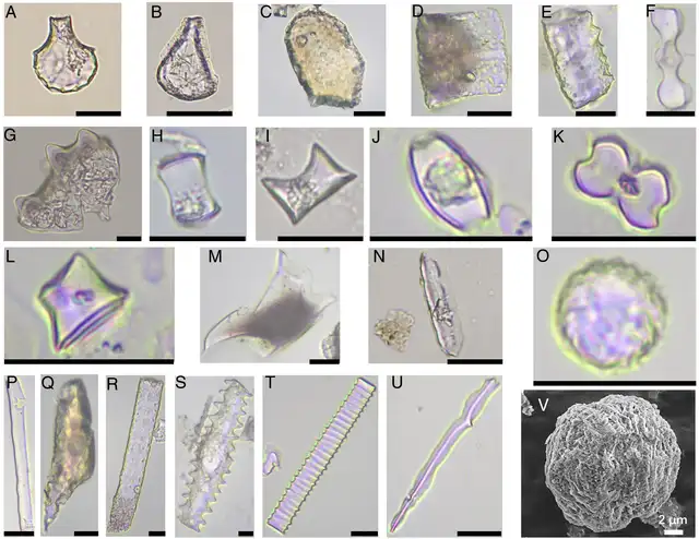 Arroz fermentado bebida cerámica Shangshan evidencia arqueológica Evidencia arqueológica de arroz utilizado como alimento y bebida fermentada en cerámica del yacimiento de Shangshan
