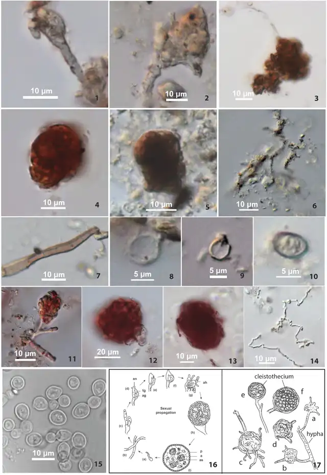 Hongos cerámica Shangshan comparativa Monascus moderno Comparativa de hongos identificados en la cerámica de Shangshan frente a Monascus moderno, evidencia de fermentación neolítica