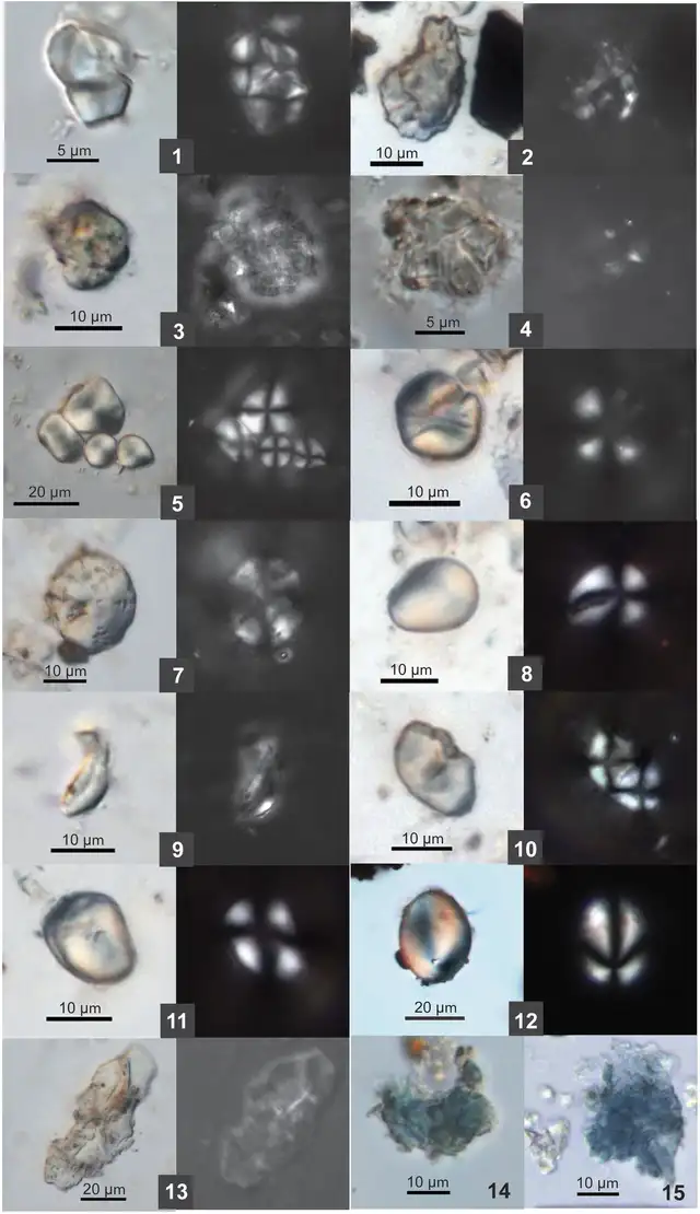 Tipos de almidón y daños cerámica Shangshan microscopía Tipos de almidón y patrones de daño identificados en la cerámica neolítica de Shangshan bajo microscopio electrónico