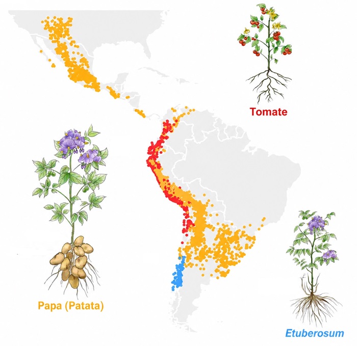 Origen de las papas Origen de las papas