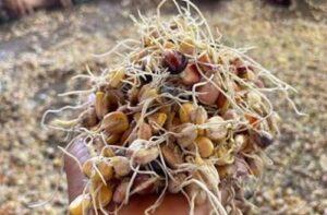 maiz germinado maiz germinado