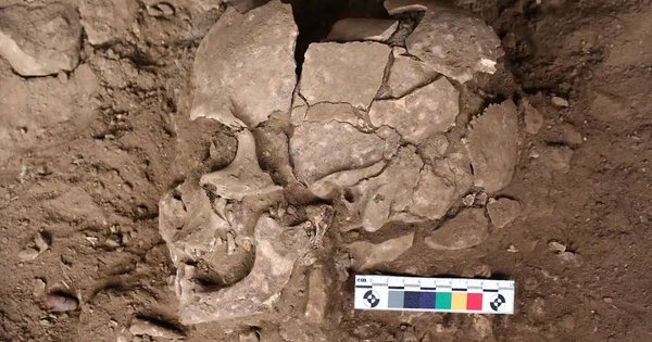 Semillas de betel de la palmera Areca catechu, la sustancia psicoactiva que chupaban los cazadores-recolectores de Sulawesi hace 25.000 anos