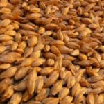 Granos de cebada malteada, la fuente de los azúcares que fermentan en la cerveza