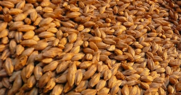 ¿La cerveza tiene azúcar? Granos de cebada malteada, la fuente de los azúcares que fermentan en la cerveza