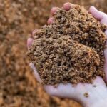 Bagazo de cerveza en las manos, residuo cervecero convertido en prebiótico por científicos de Chile y Brasil