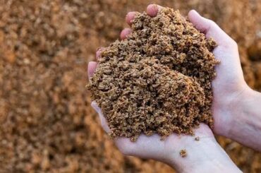 Bagazo de cerveza en las manos, residuo cervecero convertido en prebiótico por científicos de Chile y Brasil