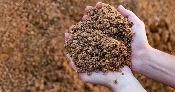 Científicos de Chile y Brasil convierten el bagazo de cerveza en un prometedor prebiótico Bagazo de cerveza en las manos, residuo cervecero convertido en prebiótico por científicos de Chile y Brasil